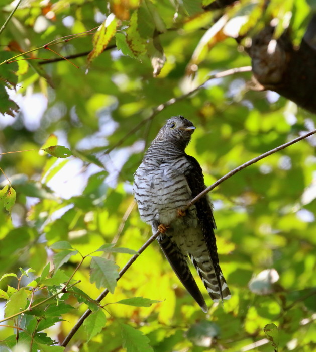 ツツドリ：里親で巣立った幼鳥２０１８_c0319902_05390761.jpg