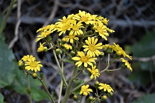 e0360409_15092445.jpg