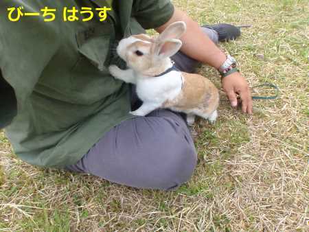 映画 犬と私の10の約束 を観た 続 びーち はうす 映画 犬と私の10の約束 を観た 続 びーち はうす