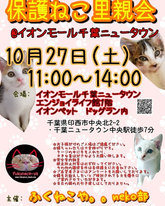 千葉 保護 猫