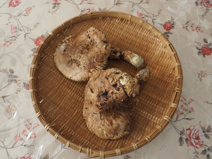 今日の松茸と松茸ご飯_c0116915_22123712.jpg