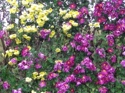 c0074721_15512816.jpg