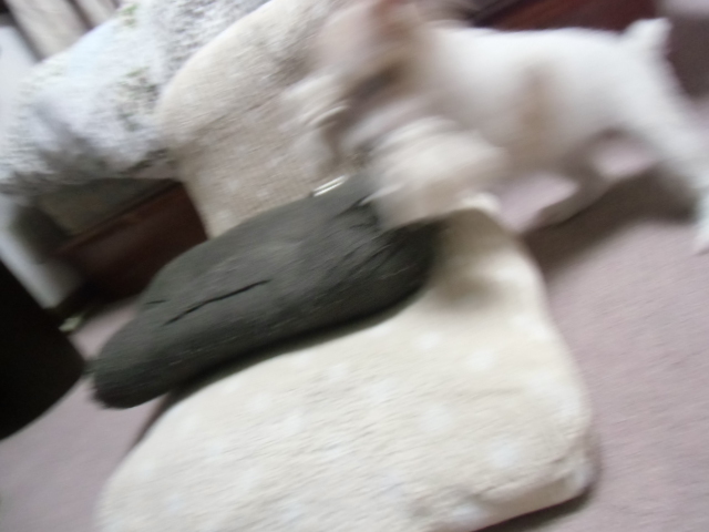 c0123029_17572746.jpg