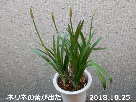 e0033229_17593225.jpg