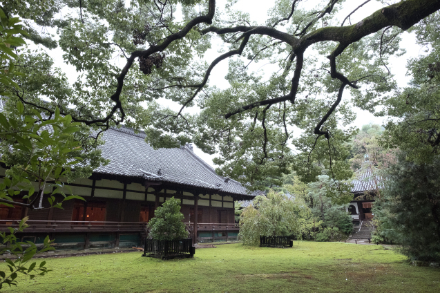 雨の青蓮院_e0369736_09321140.jpg