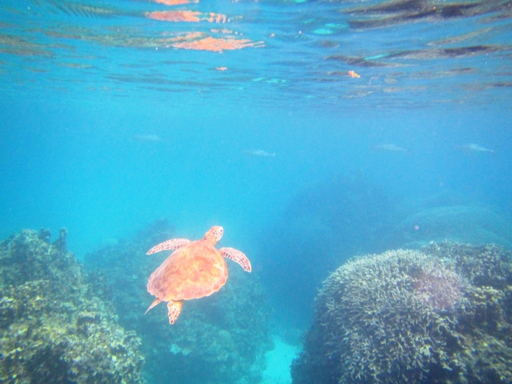 キレイな海を満喫~♪_a0189838_06523443.jpg