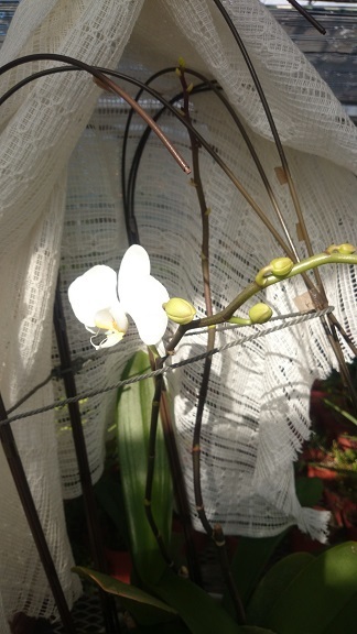 胡蝶蘭の二度咲き 農園花の木の四季