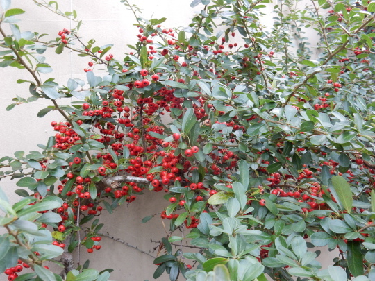 ’18,10,25(木)旅の準備と紅葉探し!_f0060461_10525808.jpg
