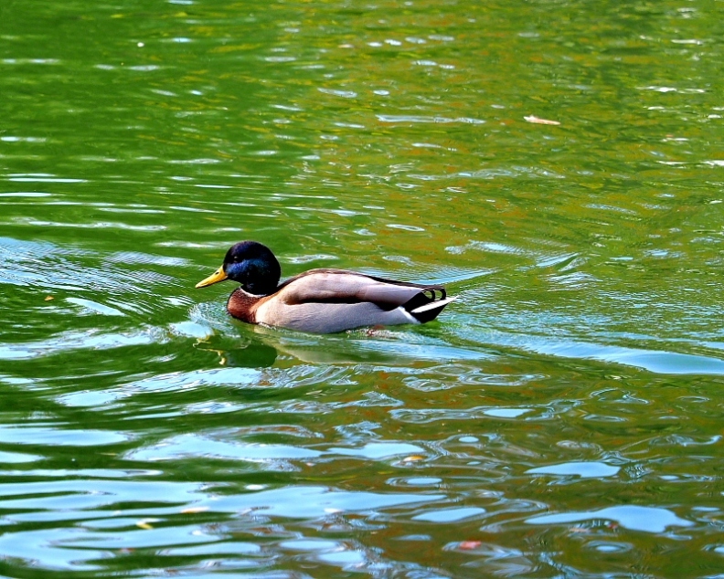 三ツ寺公園にも冬の使者_c0305565_17321758.jpg