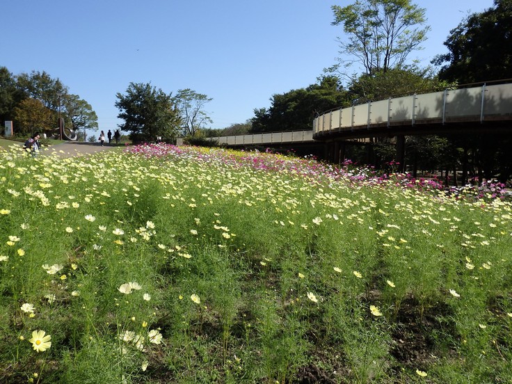 『138タワーパークのコスモス風景～♪』_d0054276_20335413.jpg