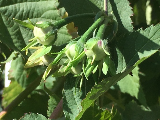 b0349795_10043313.jpg