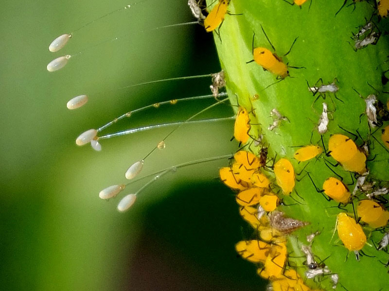 ウドンゲノハナ を発見しました 昆虫ブログ むし探検広場 ウドンゲノハナ を発見しました 昆虫ブログ むし探検広場