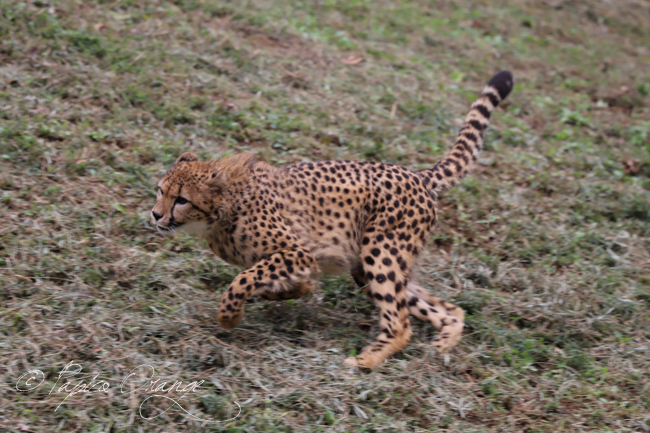 多摩動物公園　２０１８年１０月１５日　レン君_f0321610_20064008.jpg