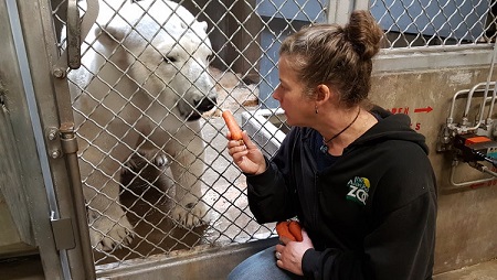 アメリカ アラスカ動物園に到着したデンバー動物園のクランベアリー 姫路のユキの移動話との比較 Polarbearology Conjectaneum アメリカ アラスカ動物園に到着したデンバー動物園のクランベアリー 姫路のユキの移動話との比較 Polarbearology Conjectaneum