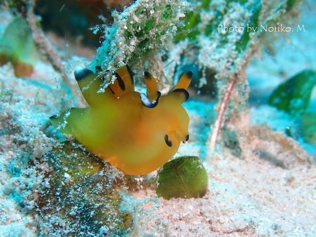 珍しくウミウシ_c0211615_21161145.jpg