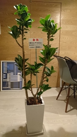 事務所の開所祝いに観葉植物をお届け_d0029716_17300972.jpeg