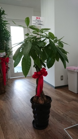 事務所の開所祝いに観葉植物をお届け_d0029716_17315214.jpeg
