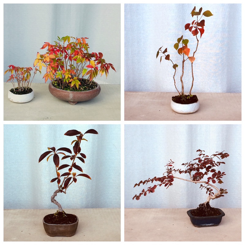 特別価格**「紅葉は、過去を美しく手放し、未来への扉を静かに開く力」大品盆栽 双幹の五葉松No.3秋の葉透かし | Vintage Bonsai 〜盆栽＆北欧