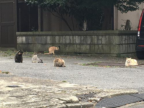 宇都宮八幡山公園下、元書店社長宅？に群れる猫_e0000935_20090966.jpg