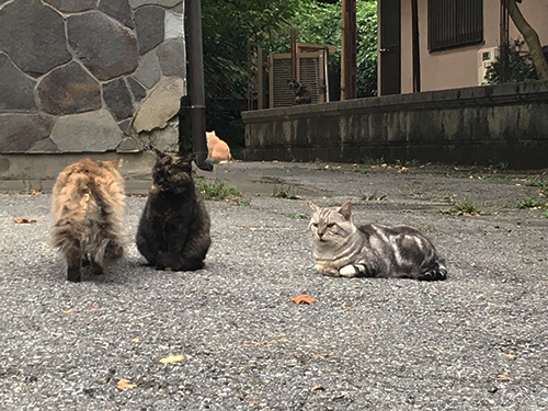 宇都宮八幡山公園下、元書店社長宅？に群れる猫_e0000935_20091355.jpg