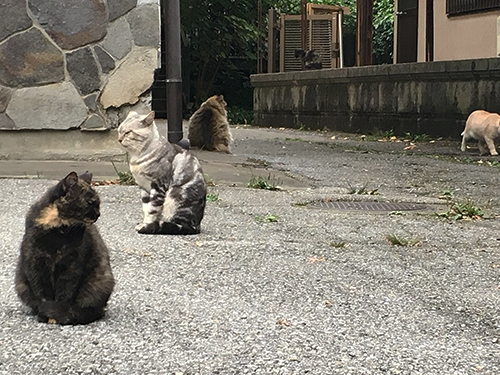 宇都宮八幡山公園下、元書店社長宅？に群れる猫_e0000935_20091524.jpg