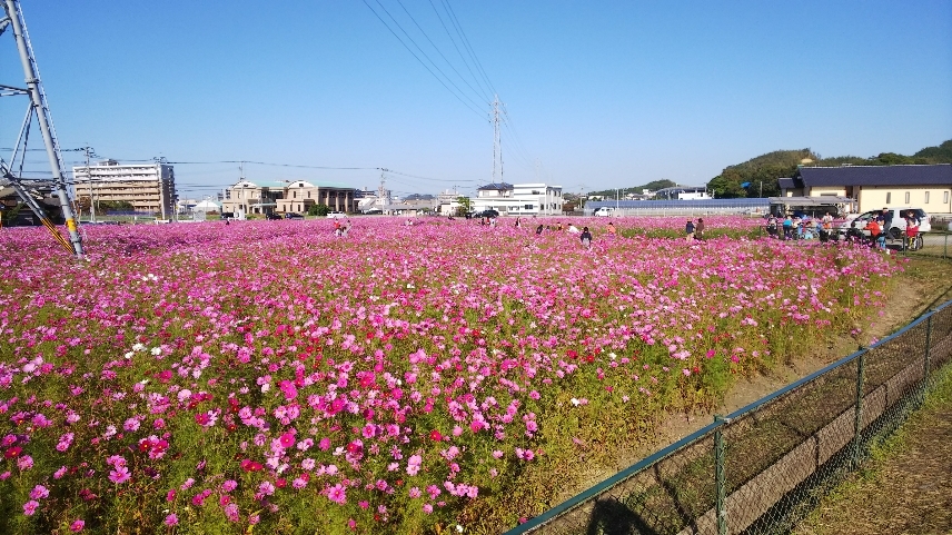 福岡市西区周舟寺のコスモス_b0107936_10150842.jpg