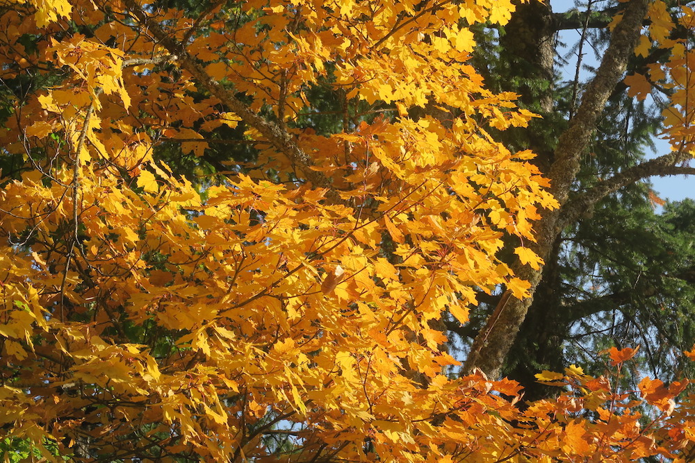 秋色出会いに聖なる森へ、ラヴェルナ修道院_f0234936_624088.jpg