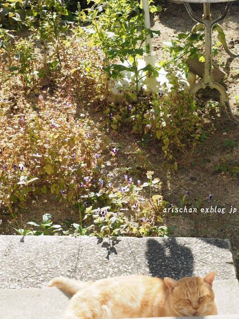 トレ二アガーデンの紅葉とトラさん～♡_f0295238_10085313.jpg