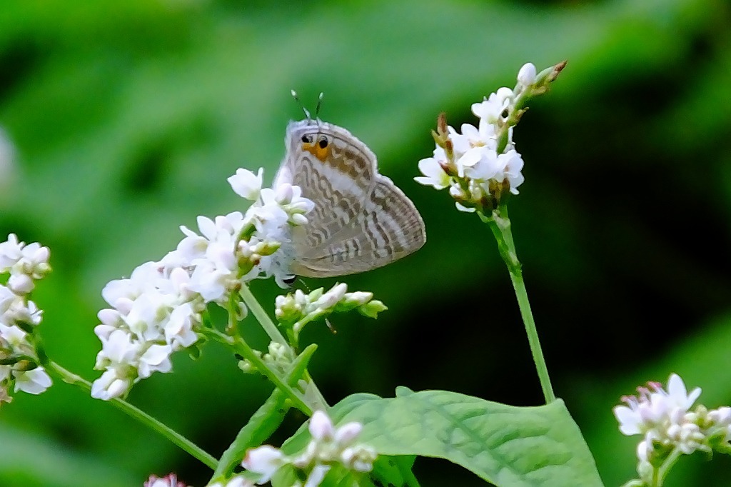 水元公園の野草園を覗いてみたら_b0236251_10054084.jpg