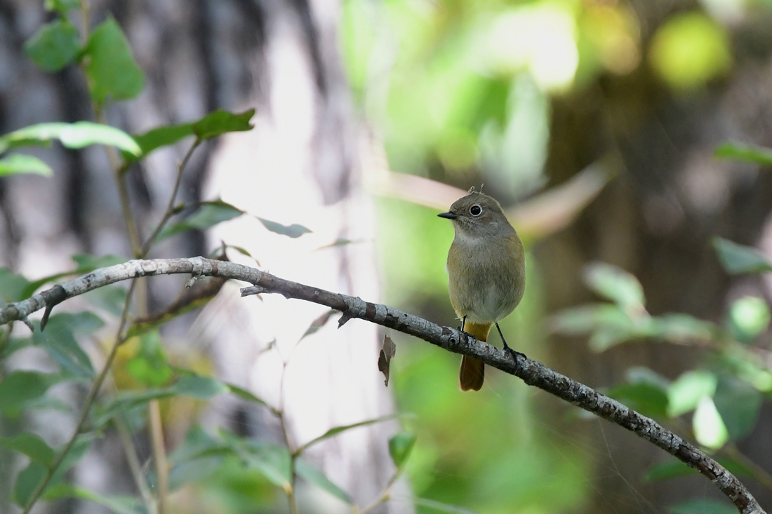 夏鳥冬鳥の交差点 キビタキ ジョウビタキ_f0053272_23015892.jpg