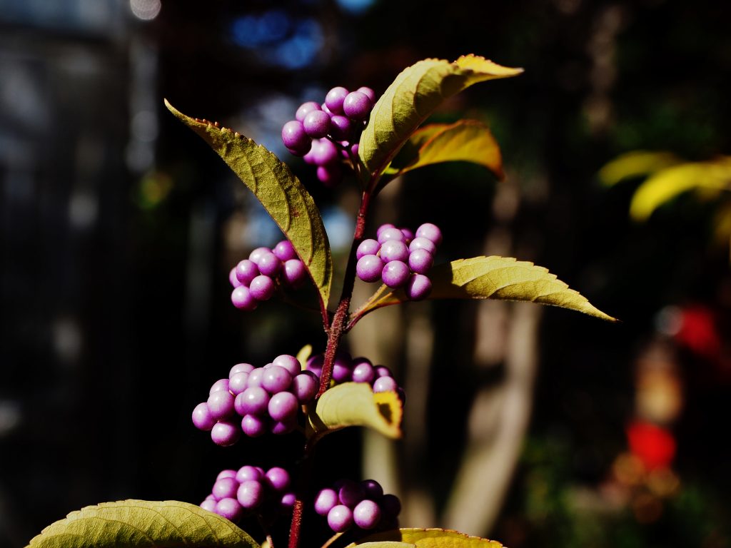 c0183777_35572.jpg