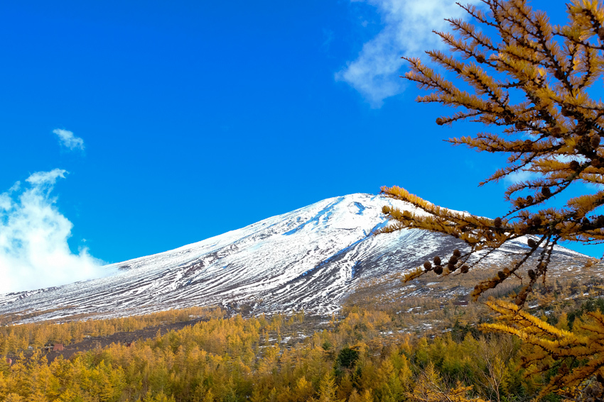 黄金色のカラマツと富士山_e0243382_06174542.jpg