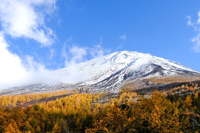 黄金色のカラマツと富士山_e0243382_06175780.jpg