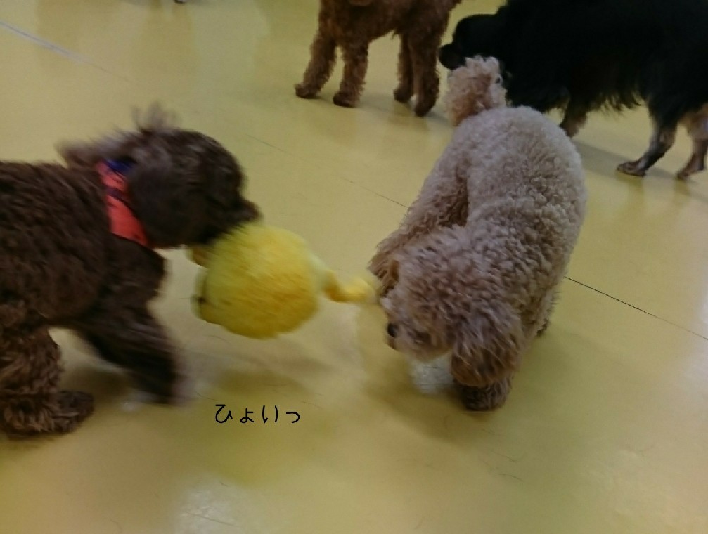 ライオン🦁_f0357682_00355473.jpg
