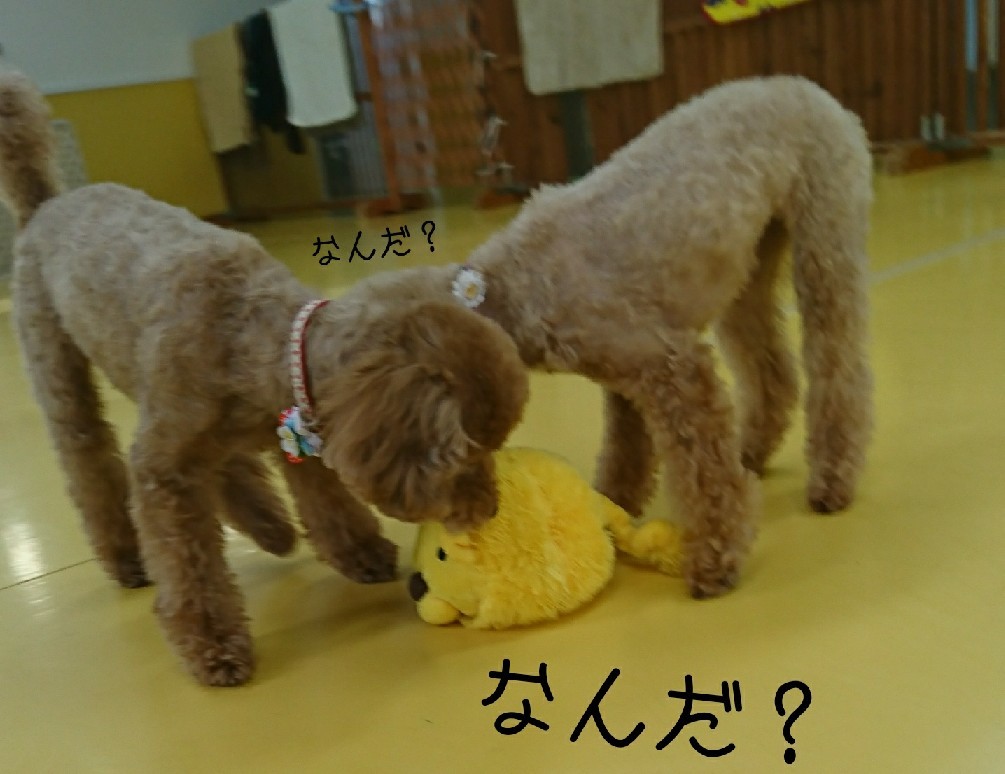 ライオン🦁_f0357682_00355594.jpg