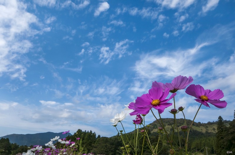 秋桜映えて、秋ですね。_a0276584_13352042.jpg