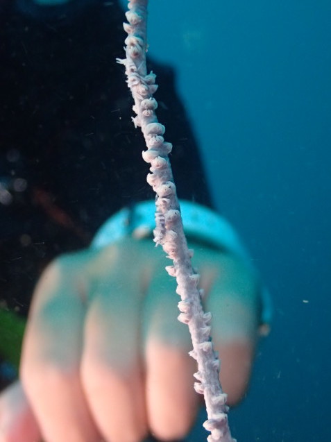 e0115199_16384242.jpg