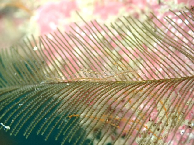 e0115199_16400443.jpg