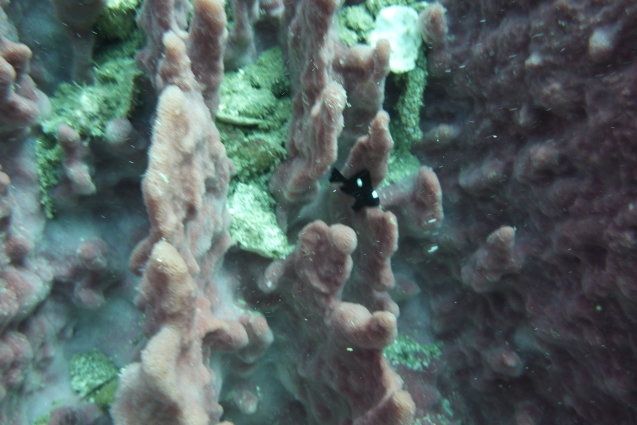 e0115199_18172023.jpg