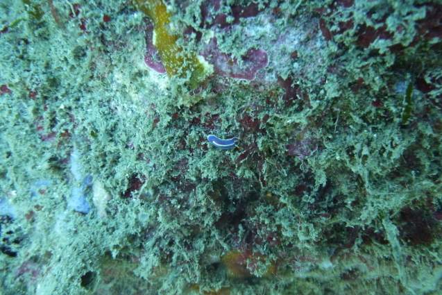 e0115199_18173056.jpg