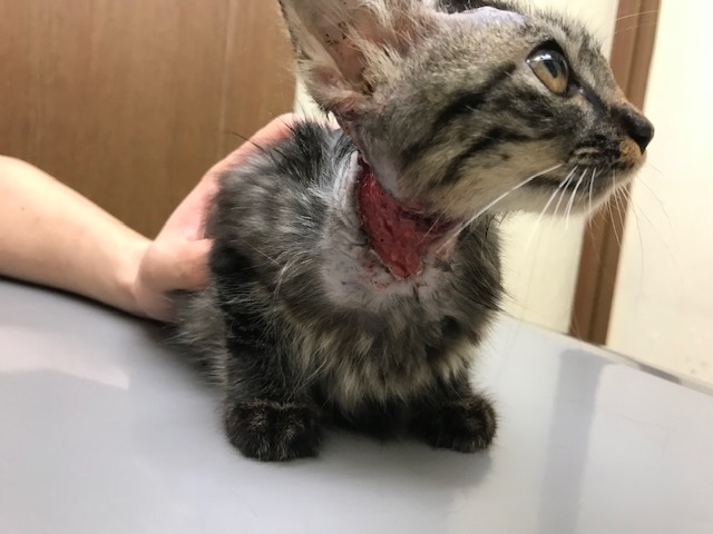 きのこちゃん、退院してきました!_f0242002_23195440.jpg