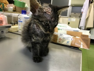 きのこちゃん、退院してきました!_f0242002_23222255.jpeg