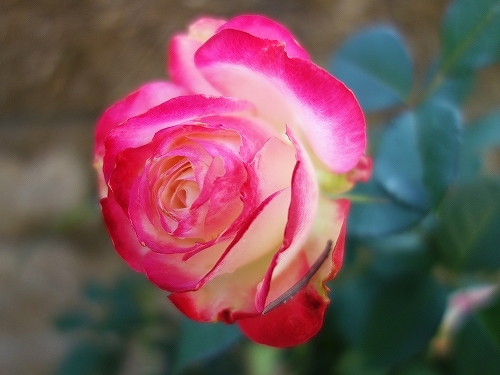 e0289203_10391337.jpg