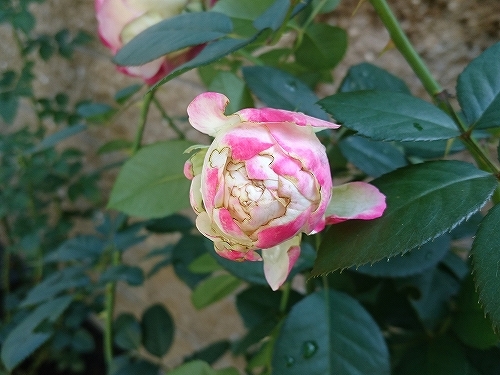 e0289203_10391378.jpg