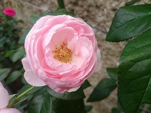 e0289203_10491708.jpg