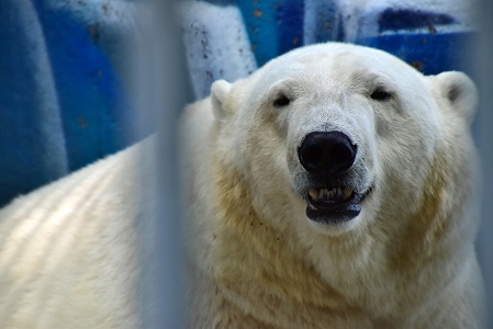 ロシア・ペルミ動物園がミルカ（ユムカ）が出産準備体制を整える ～ 出産成功への大きな期待_a0151913_111912.jpg