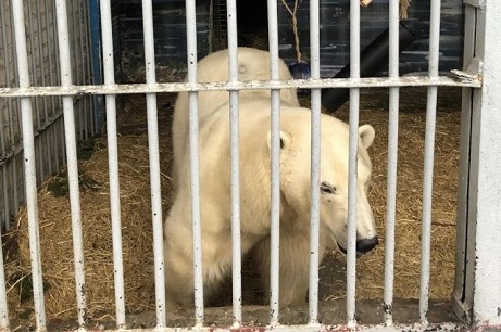 ロシア・ペルミ動物園がミルカ（ユムカ）が出産準備体制を整える ～ 出産成功への大きな期待_a0151913_3134814.jpg