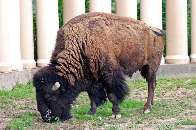 東武動物公園～アメリカバイソン「スティンガー」＆「スミレ」とアメリカビーバー_b0355317_20514555.jpg