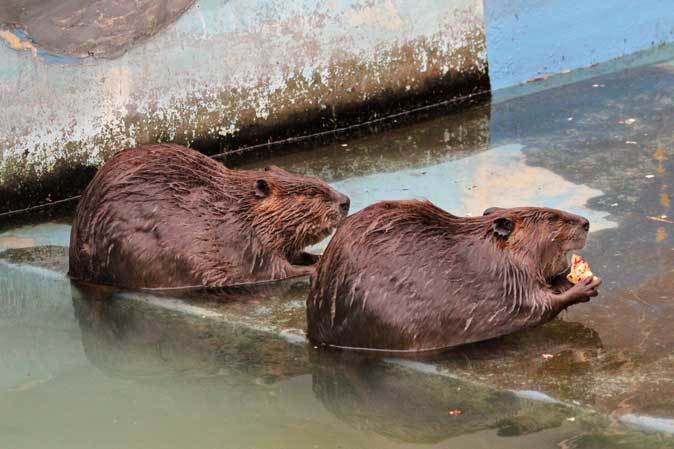 東武動物公園～アメリカバイソン「スティンガー」＆「スミレ」とアメリカビーバー_b0355317_21035964.jpg