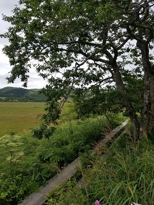 八島湿原の花々　－－バーベキューは、できず、、_e0142429_14403627.jpg